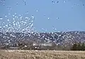 Alte of a flock of snow geese, in a field