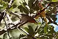 Olive Warbler (Peucedramus taeniatus) in Upper Miller Canyon