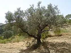 Ithilien is said to be home to the olive,a Mediterranean tree