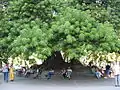 Ombú in a Buenos Aires city park. Prized for its copious shade, it has been planted liberally through the pampas