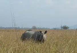 One of the famous residents of Pobitora Wildlife Sanctuary