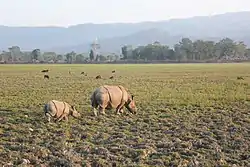 Rhinos in Kaziranga National Park