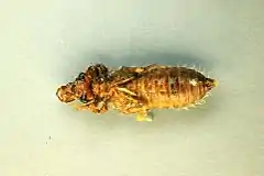Exuvia
