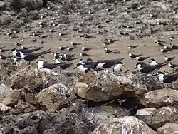 Sooty terns breed on the islets