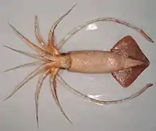 Mature female of Onykia ingens (38.4&nbsp;cm ML)