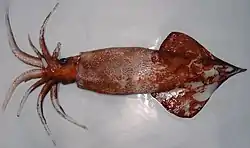 Large mature female of Onykia robsoni (88.5&nbsp;cm ML) weighing 11.1&nbsp;kg