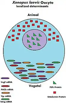 a diagram of the Xenopus laevis oocyte and its maternal determinants