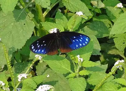 Euploea sylvester hopei In Buxa Tiger Reserve, West Bengal, India