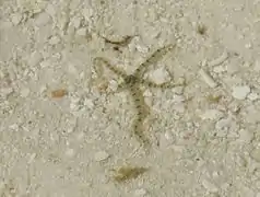 An unidentified brittlestar
