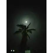 22° lunar halo behind coconut tree in Chikmagaluru on May 24th 2021