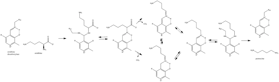 ornithine decarboxylase mechanism