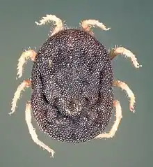 Dorsal view of adult female