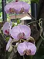 Orchids