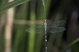 Male