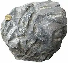 Osprioneides borings in a Silurian stromatoporoid from Saaremaa, Estonia; see Vinn, Wilson and Mõtus (2014).