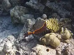 White-spotted boxfish (Ostracion meleagris)