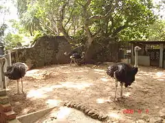 Common Ostrich