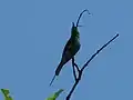 Blue tailed bee-eater