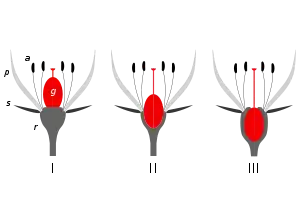 Insertion point: There are three positions of insertion of the ovary at the base of a flower: I superior; II half-inferior; III inferior. The 'insertion point' is where the androecium parts (a), the petals (p), and the sepals (s) all converge and attach to the receptacle (r). (Ovary=gynoecium (g).)