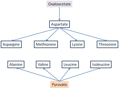 Oxaloacetate and pyruvate aminoacid synthesis