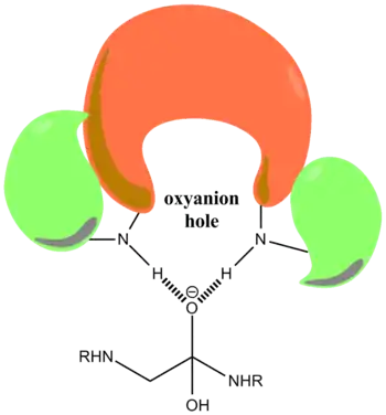 Oxyanion hole