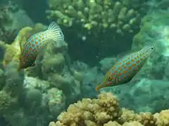 Orange spotted filefish (Oxymonacanthus longirostris)