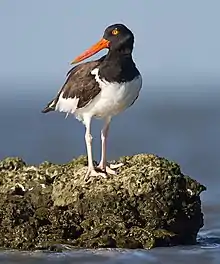 Texas City Dike, Texas