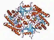 1d7k: CRYSTAL STRUCTURE OF HUMAN ORNITHINE DECARBOXYLASE AT 2.1 ANGSTROMS RESOLUTION