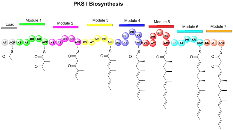 Figure 1. Formation of linear polyketide