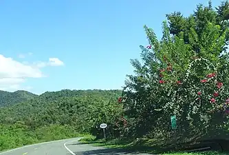 PR-5139 in Machuelo Arriba