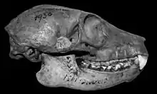 Right profile view of a Pachylemur insignis skull