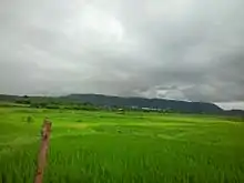 Paddy Fields In Dhakti Jui