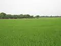 Paddy Fields around Vennaaru River