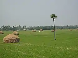 Paddy fields in Medak