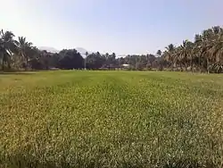 Paddy field in Karipatti Villageநெல் வயல்