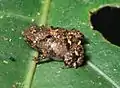 Paedophryne verrucosa