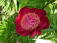 Paeonia 'Walter Mains', Japanese flowered