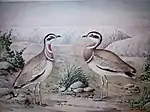 ZSI Library collection:Painting of Jerdon's Courser (Rhinoptilus bitorquatus) by ZSI artist