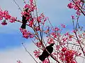 Two tui in a flowering P.&nbsp;campanulata tree