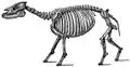 Skeletal restoration of P. magnum