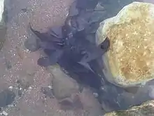 "Palmaria palmata" at Broadstairs, UK