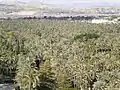 Elche palm grove