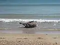 Rolling in water by a horse