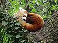 Red panda