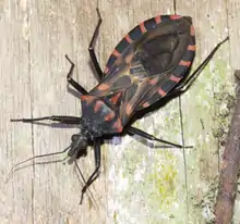 A black, six-legged winged insect with a long nose and antennae, and red stripes on its back and surrounding its body is standing on a piece of wood.