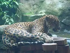 A captive jaguar in Vara Blanca, Heredia, Costa Rica