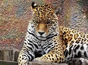 A Jaguar at the zoo