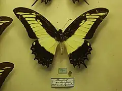 Normal male of Papilio androgeus