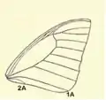 Adult forewing of Graphium agetes. Second anal vein, 2A, extends up to the wing margin and does not link with the first anal vein, 1A.