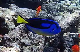 Palette surgeonfish (Paracanthurus hepatus)